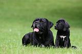 CANE CORSO 1193